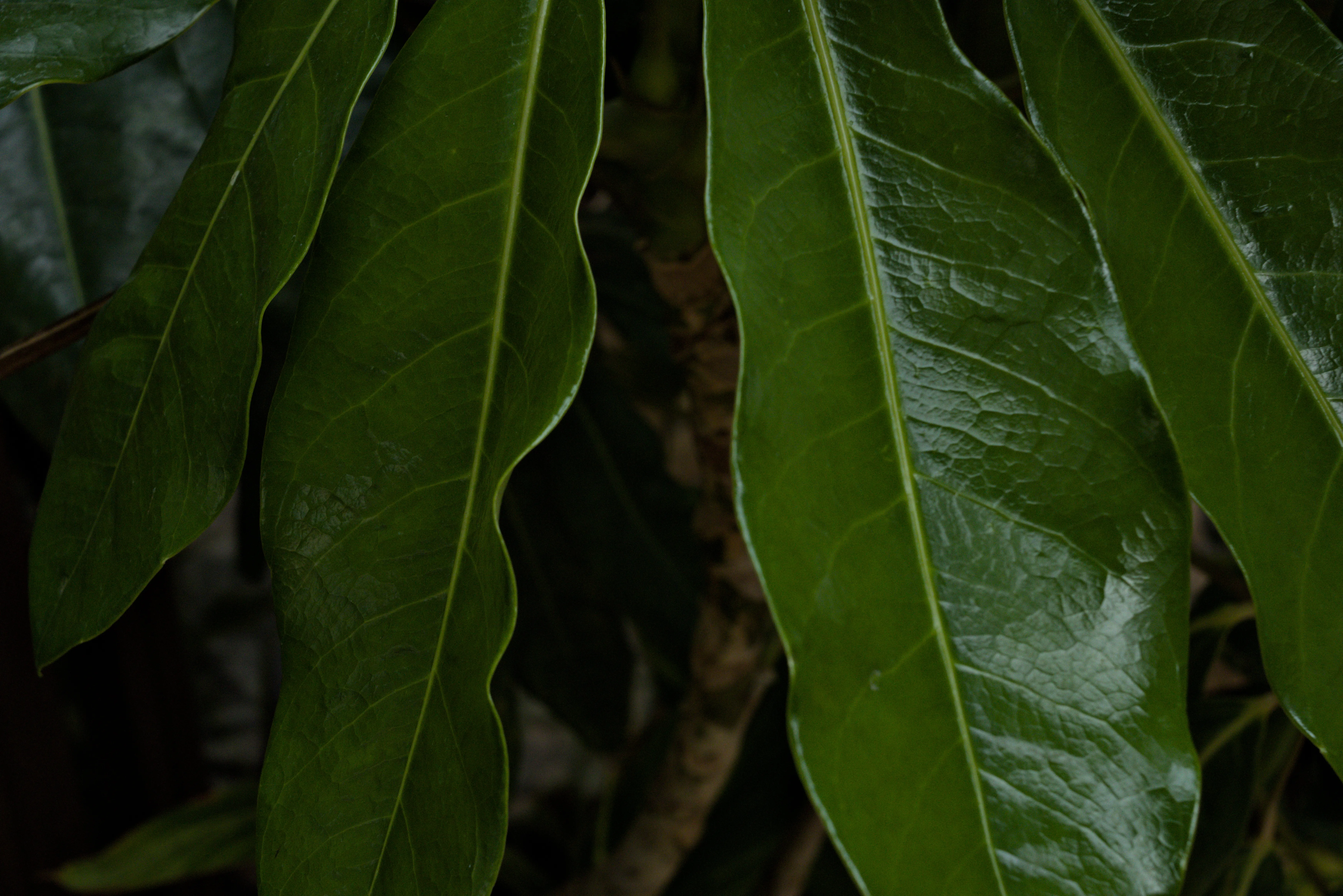 Meyer-Optik Görlitz Primagon 35mm f4.5 (M42) - _I4A7219.webp